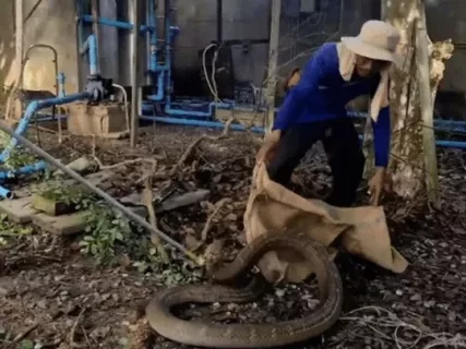 Rắn hổ mang chúa áp đảo trăn 3m trong cuộc chiến dữ dội, đội cứu hộ khẩn cấp vào cuộc